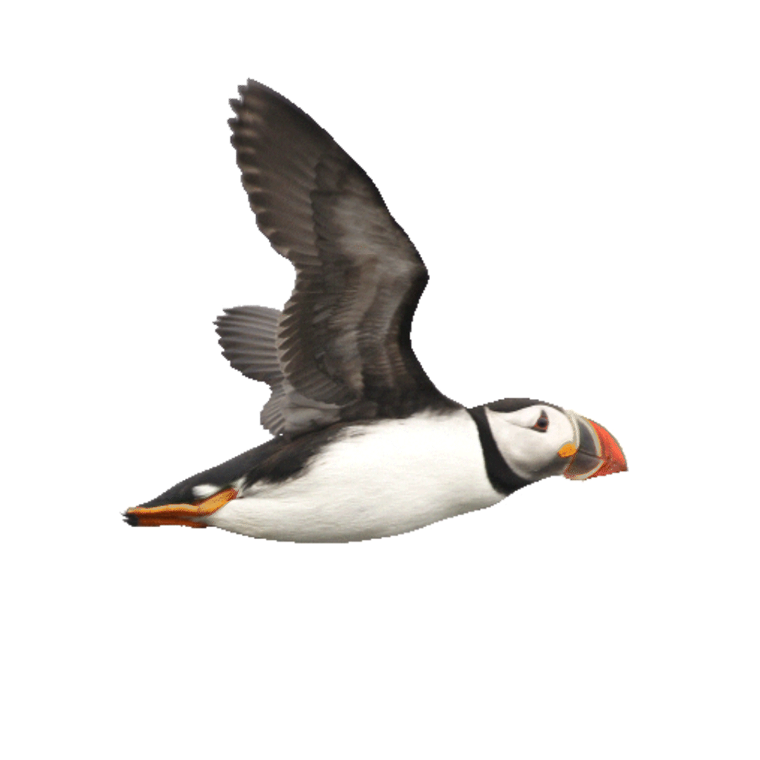 Puffin