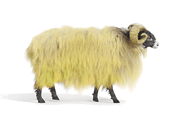 Sheep1