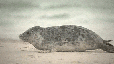 Seal running away